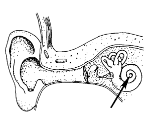 a diagram depicting the anatomy of an ear 